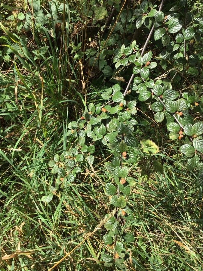 Cotoneaster insculptus — houseplant care guide