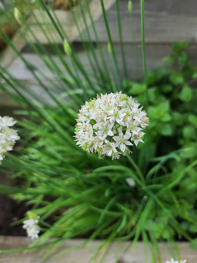Allium canadense flower