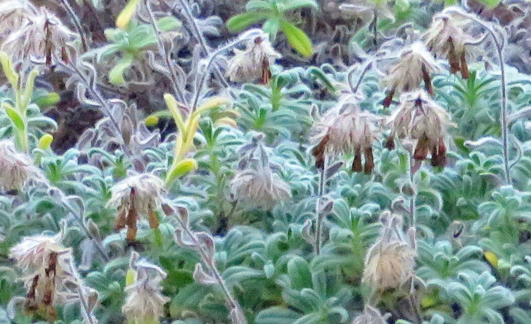 Onosma sangiasensis flower