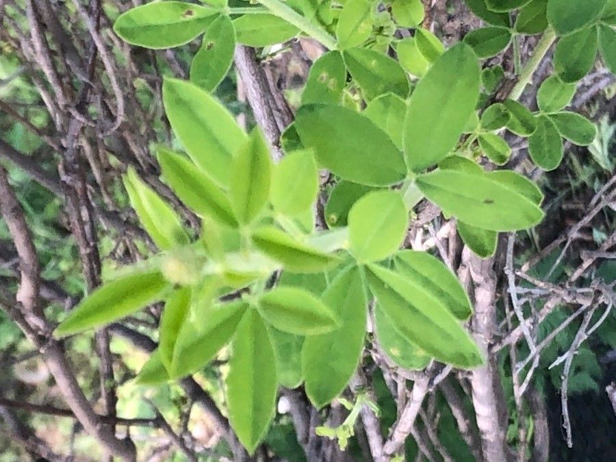 Cytisus nigricans — search result for 'Cytisus'
