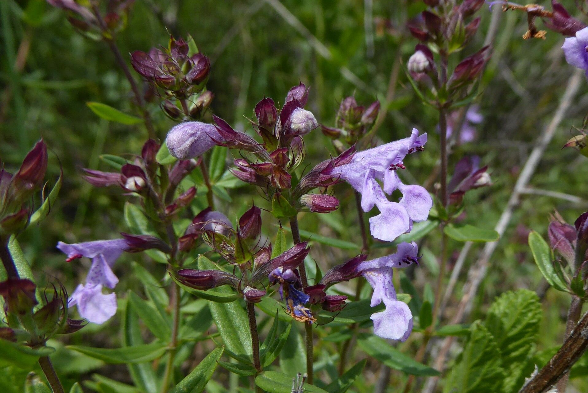 Dracocephalum integrifolium — search result for 'Dracocephalum'