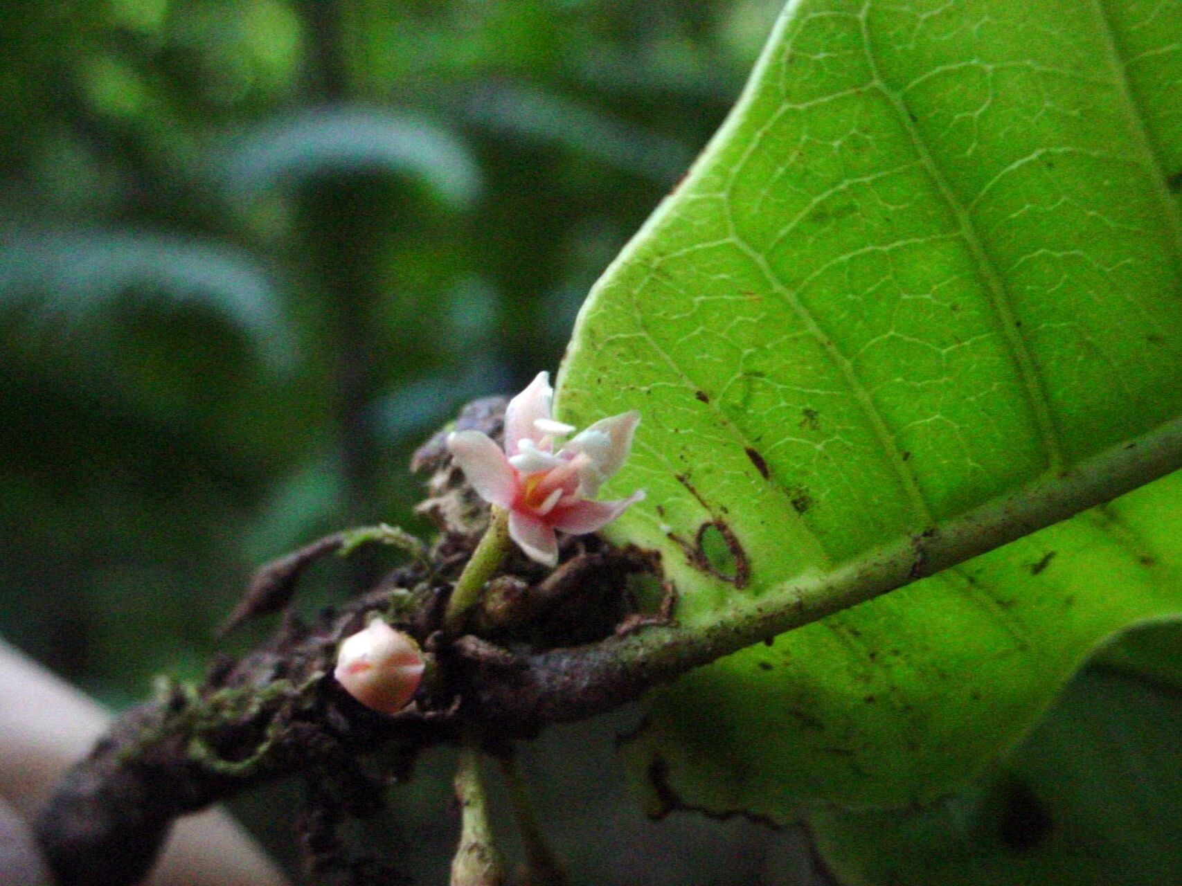 Pycnandra wagapensis — houseplant care guide