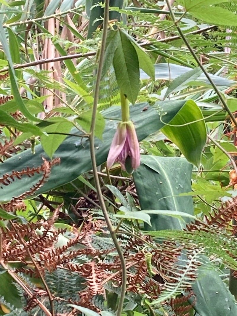Passiflora mollissima — search result for 'Ecuador'