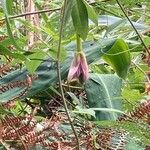 Passiflora mollissima