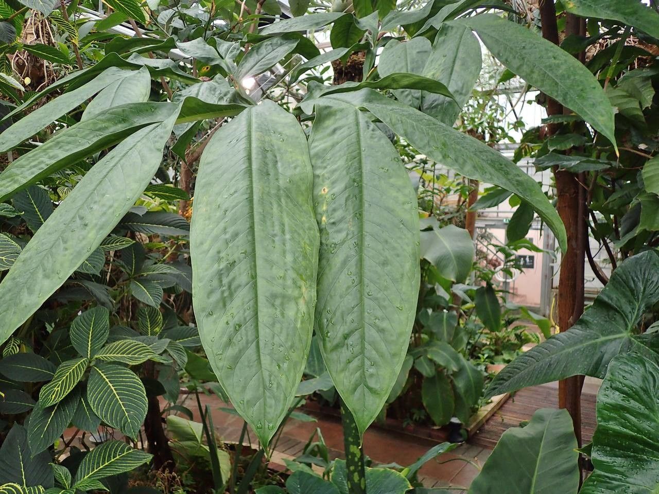 Amorphophallus titanum — fragrant plants houseplant
