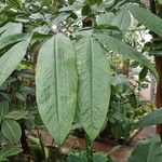 Amorphophallus titanum