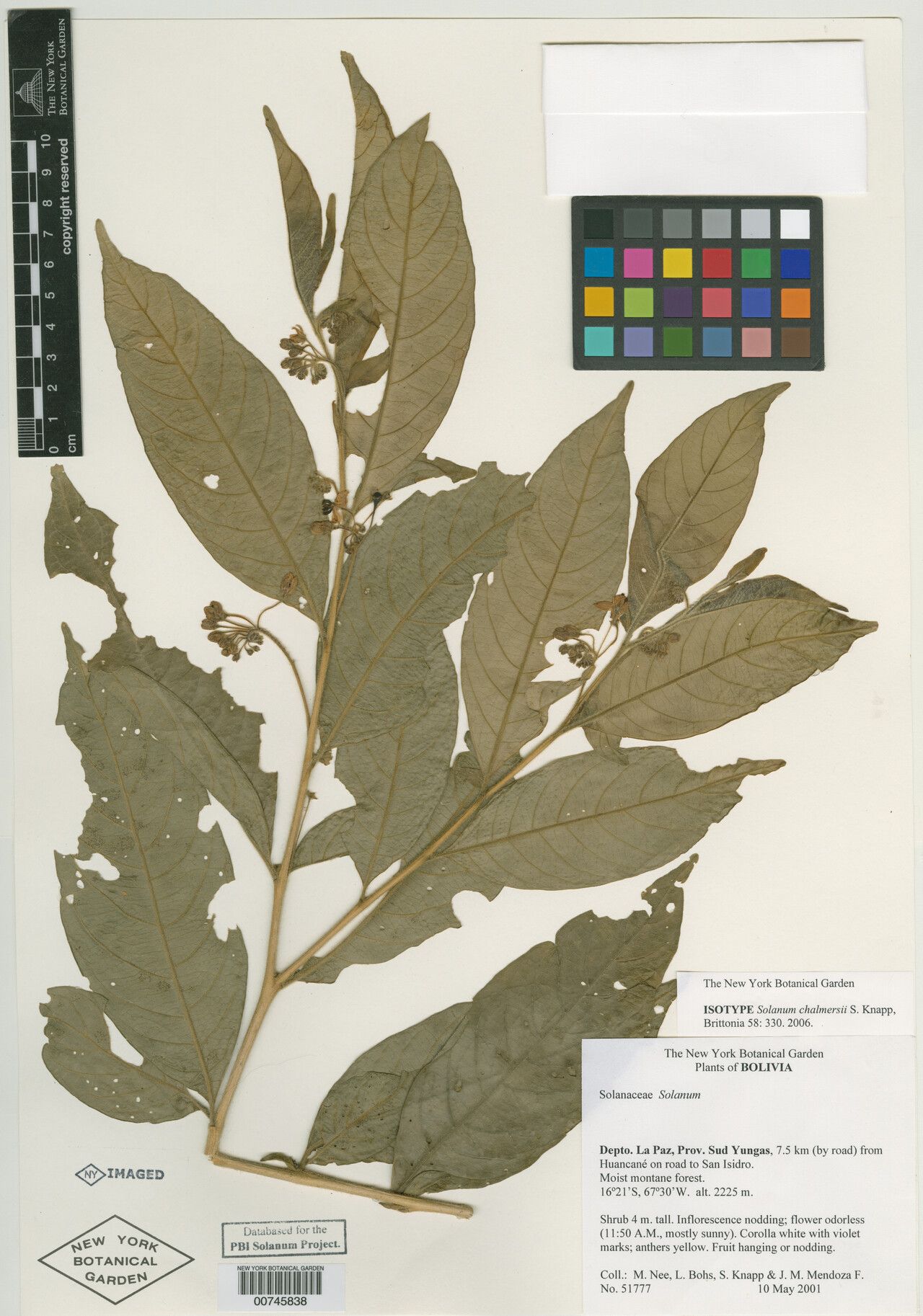 Solanum chalmersii — houseplant care guide