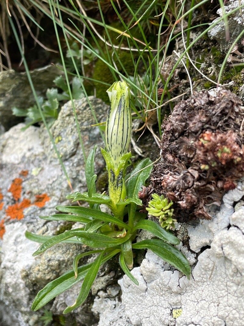 Gentiana frigida — houseplant care guide