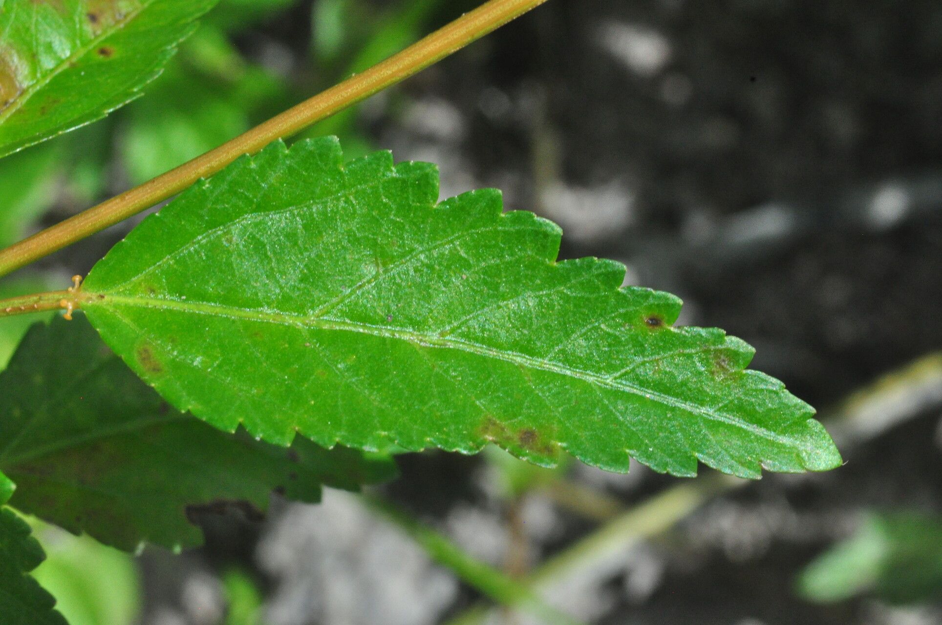 Croton lundianus — houseplant care guide