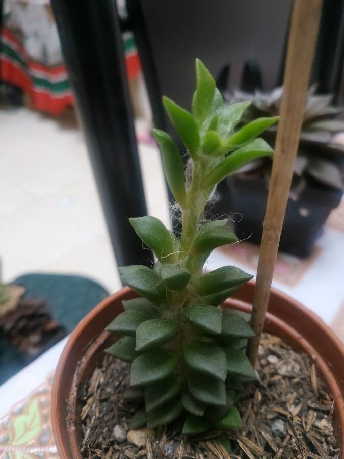 Anacampseros arachnoides fruit