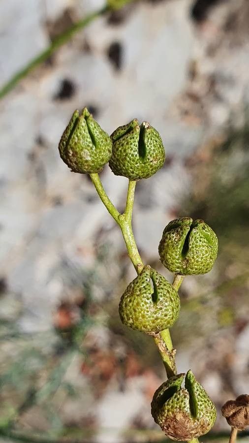 Ruta chalepensis fruit