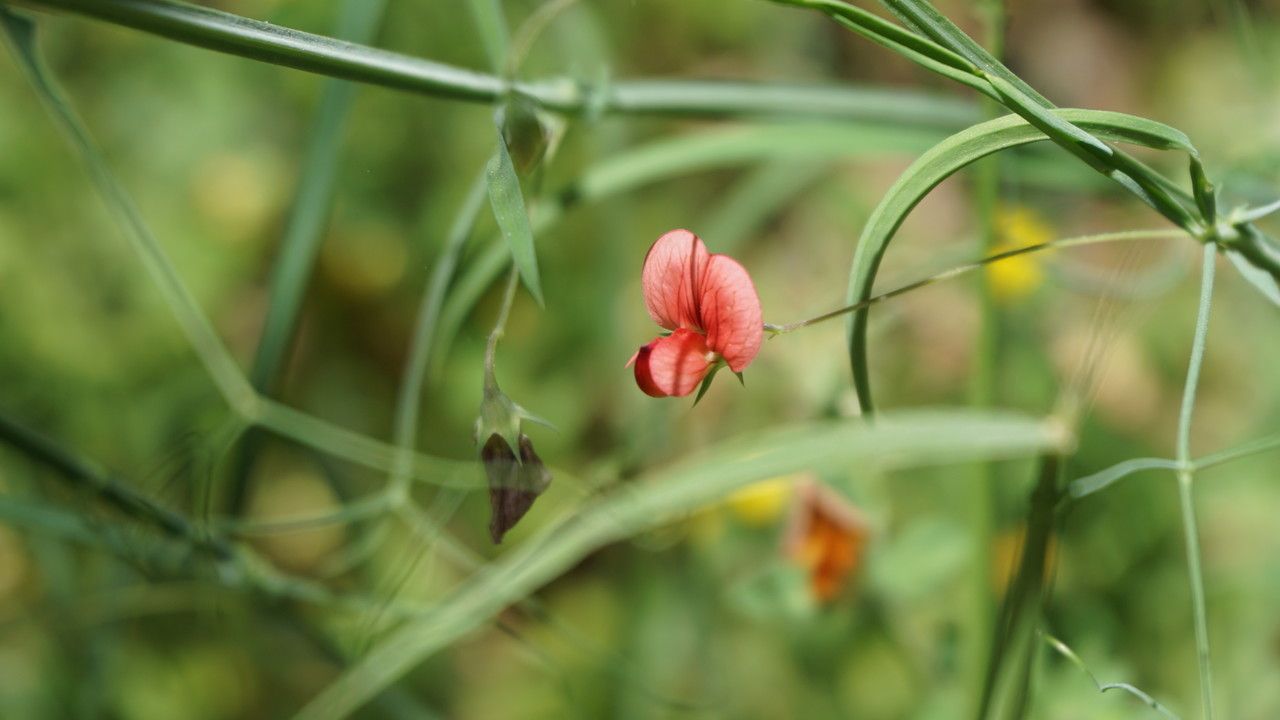 Lathyrus sphaericus flower