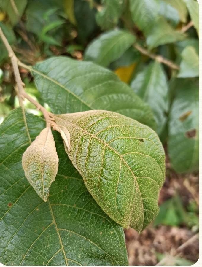 Solanum arboreum leaf