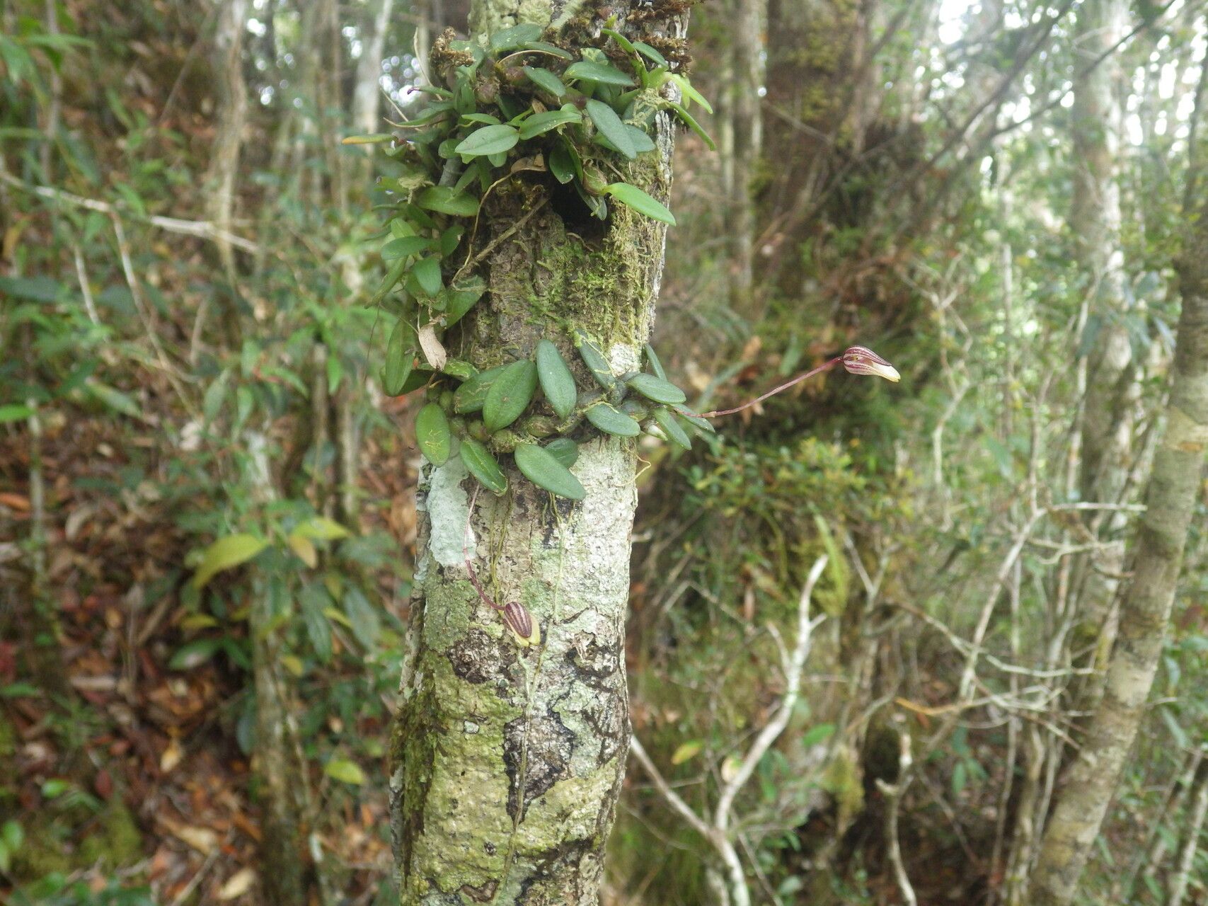 Bulbophyllum rivulare habit