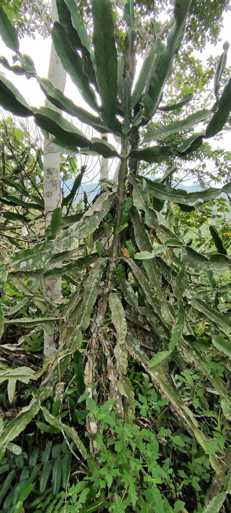 Euphorbia letestui habit