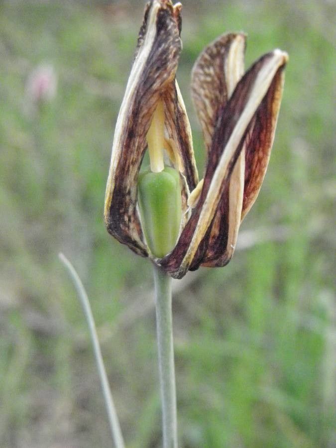 Fritillaria lusitanica fruit
