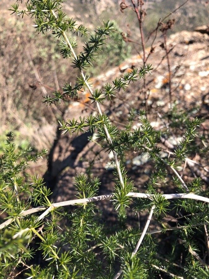 Asparagus acutifolius leaf