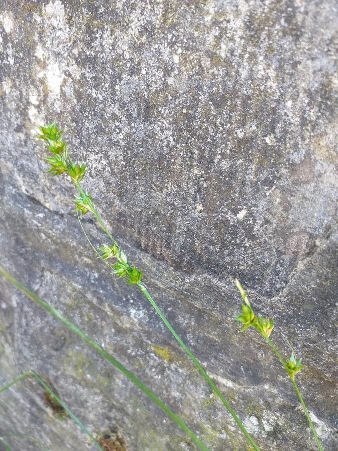 Carex divulsa flower