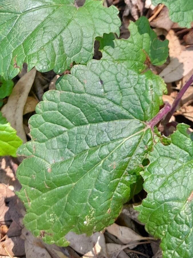 Salvia procurrens — houseplant care guide