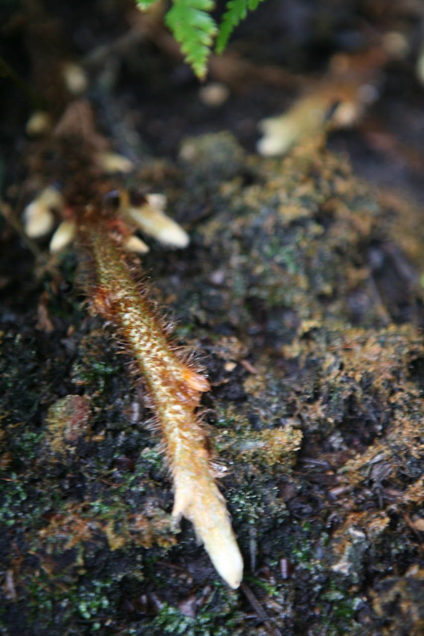 Davallia trichomanoides other