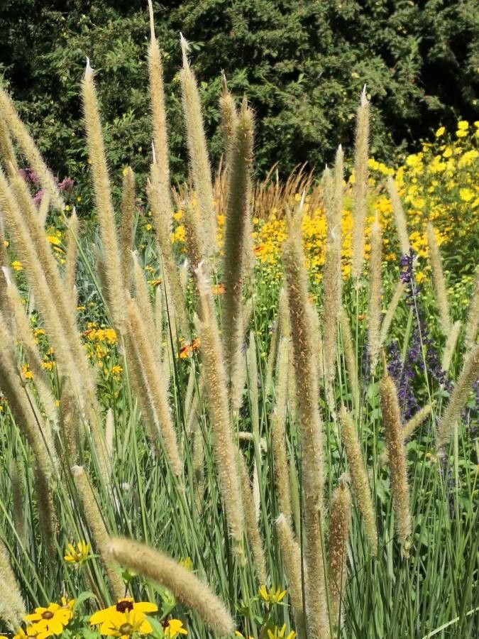 Pennisetum macrourum flower