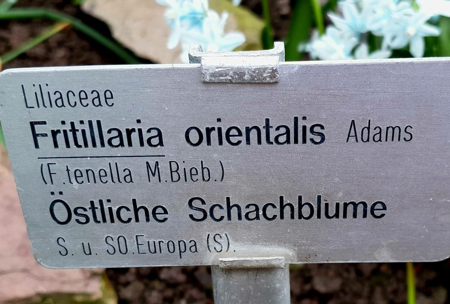 Fritillaria orientalis other