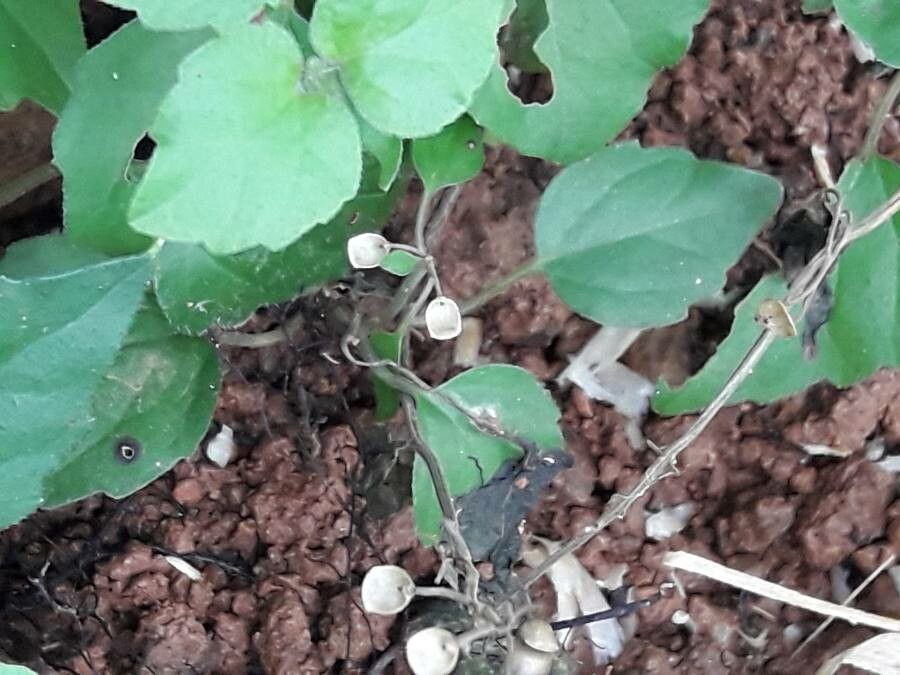 Scutellaria purpurascens fruit