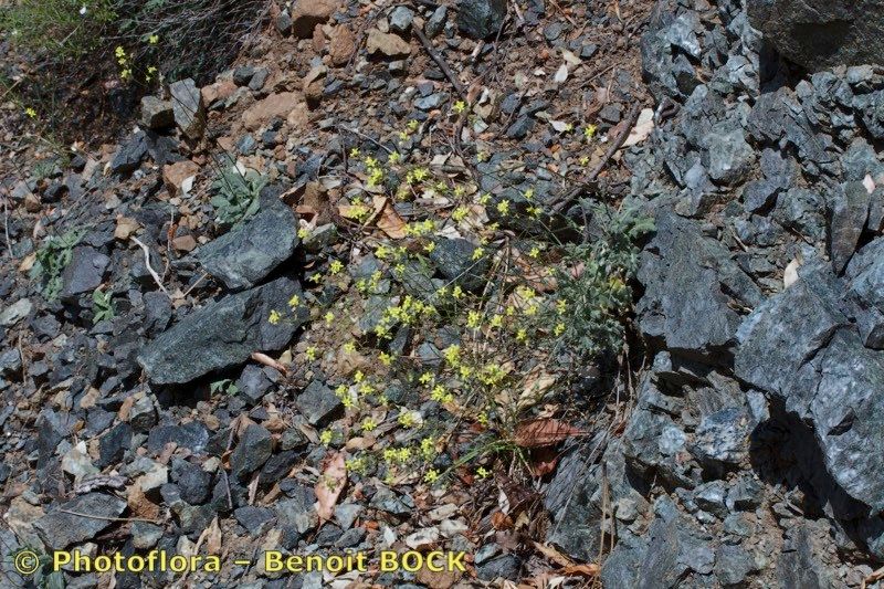 Biscutella rotgesii habit