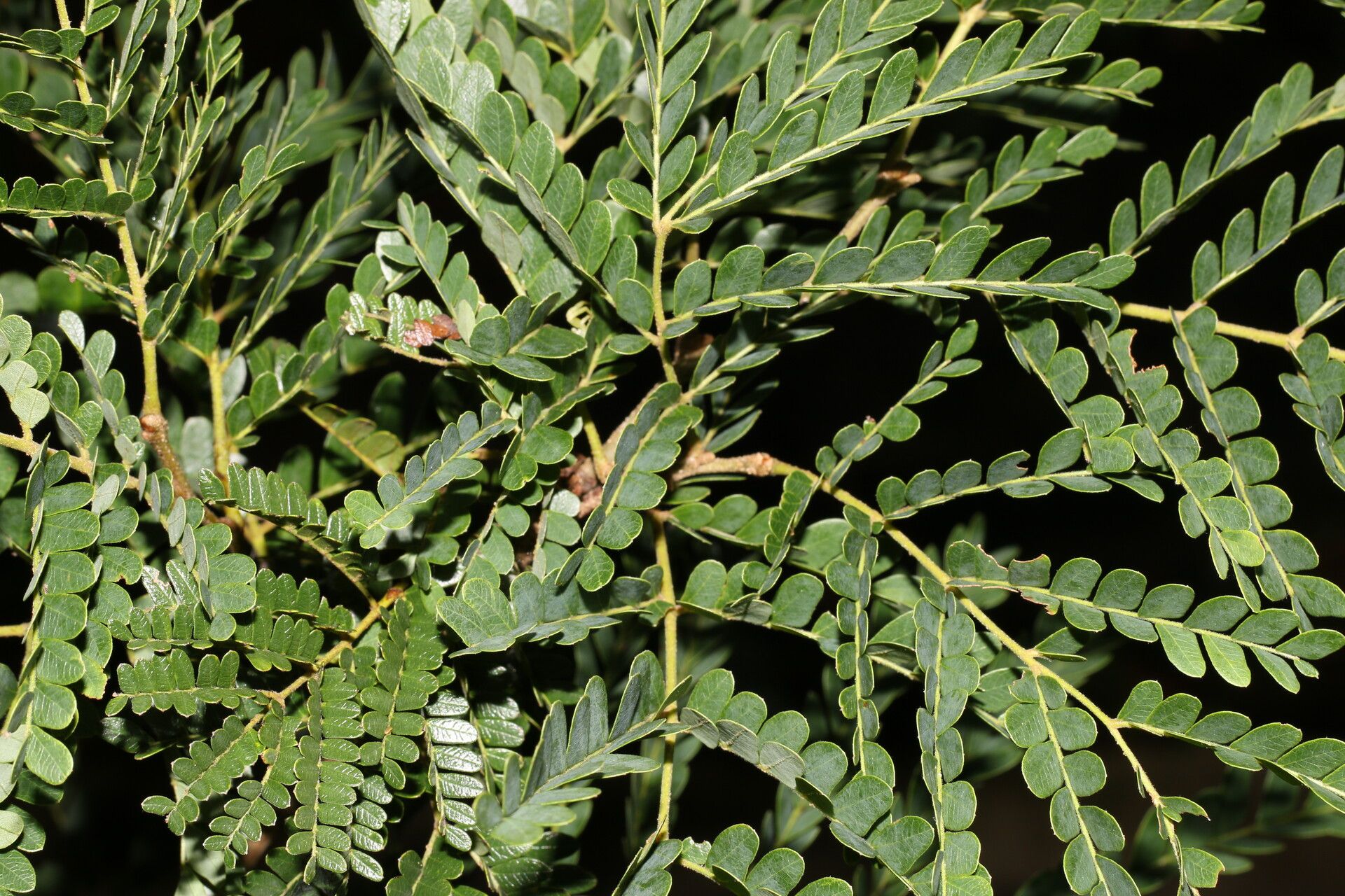 Caesalpinia eriostachys habit