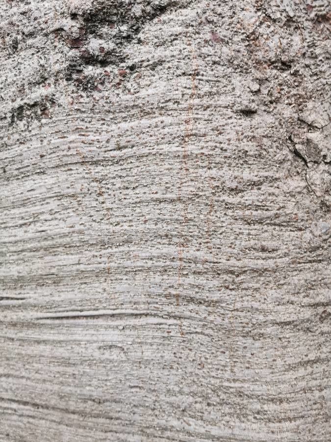 Ficus macrostyla bark