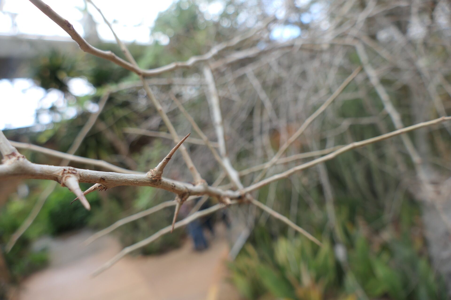 Commiphora pyracanthoides bark
