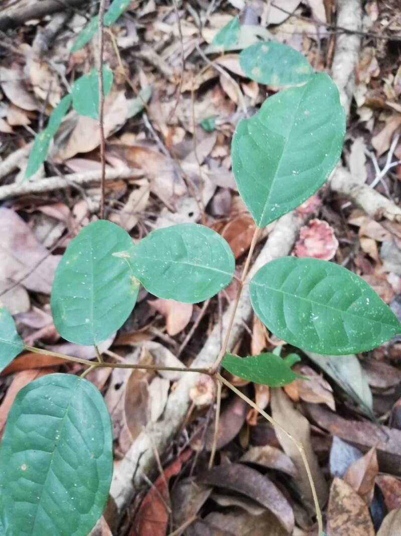 Pachylobus buettneri leaf