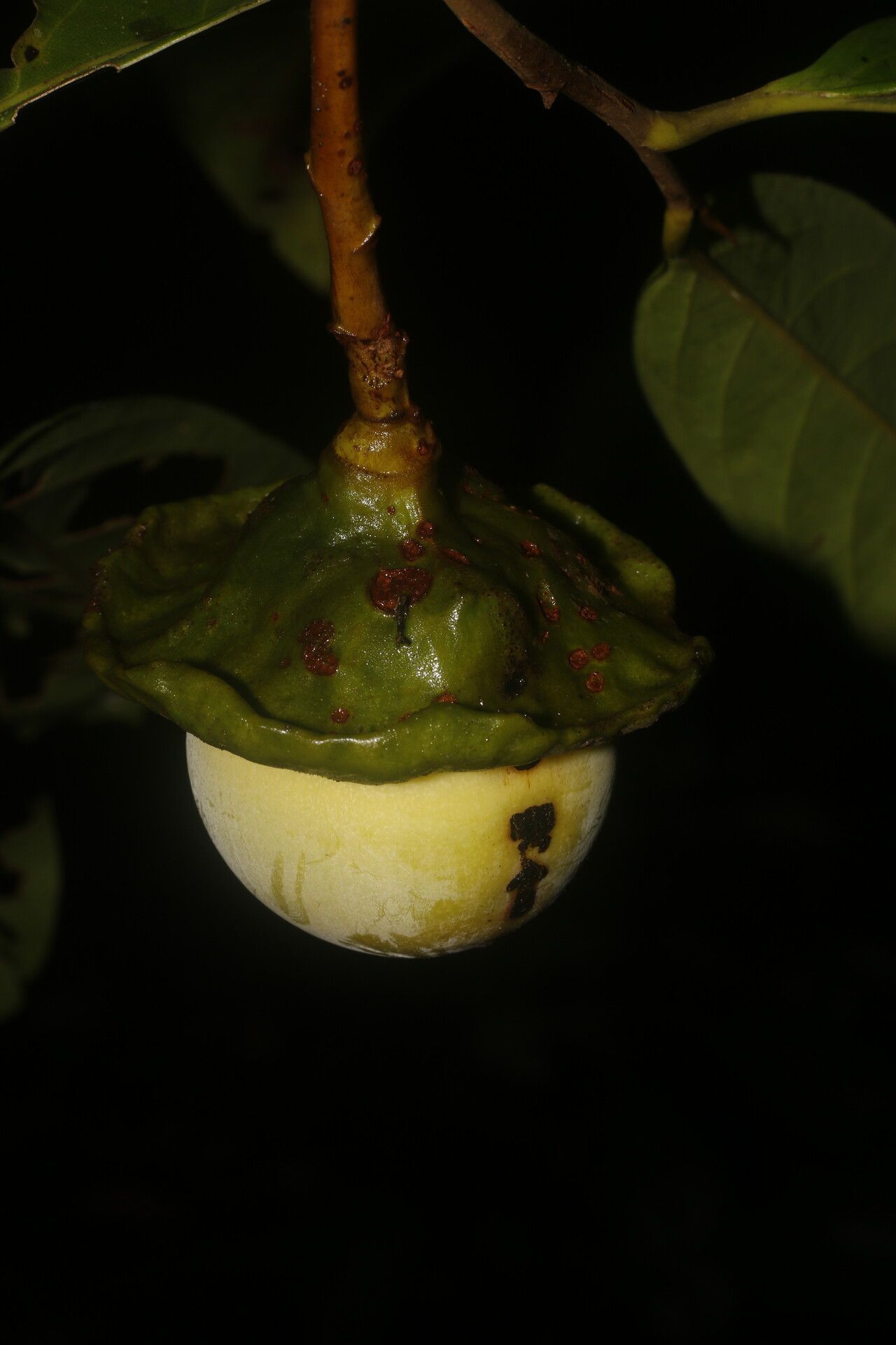 Ocotea morae fruit