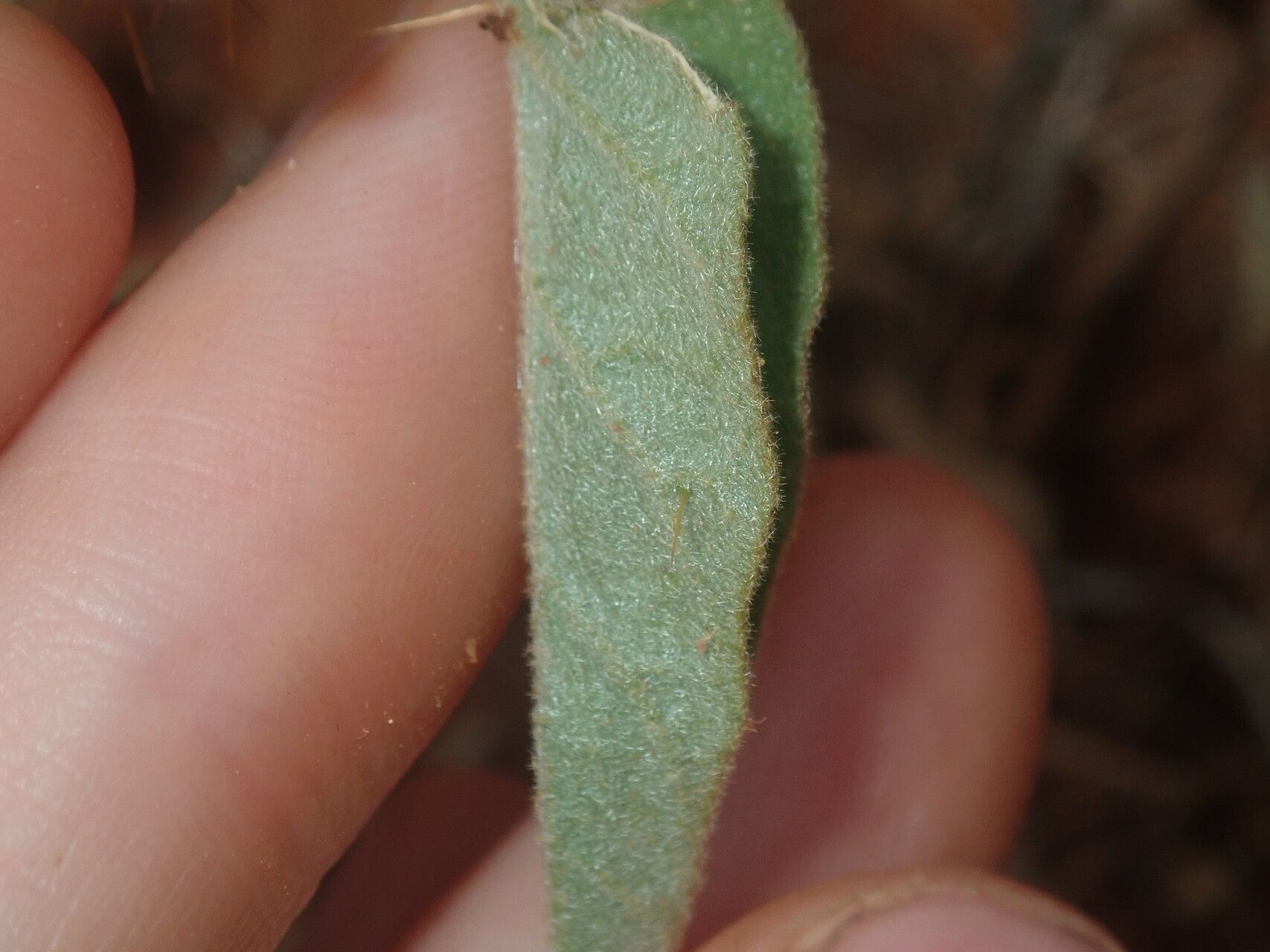 Solanum cleistogamum leaf
