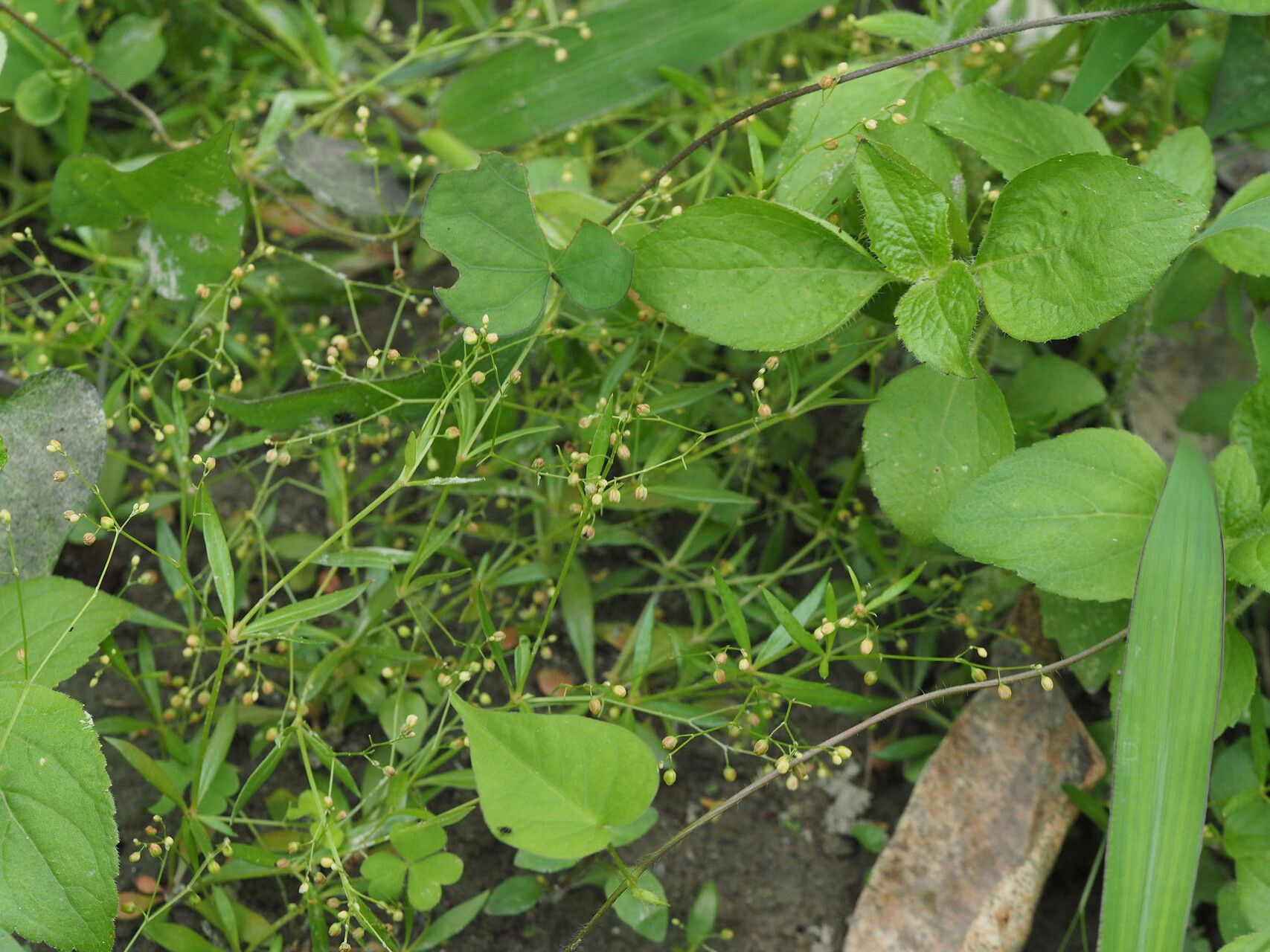 Trigastrotheca stricta — related species from the same genus