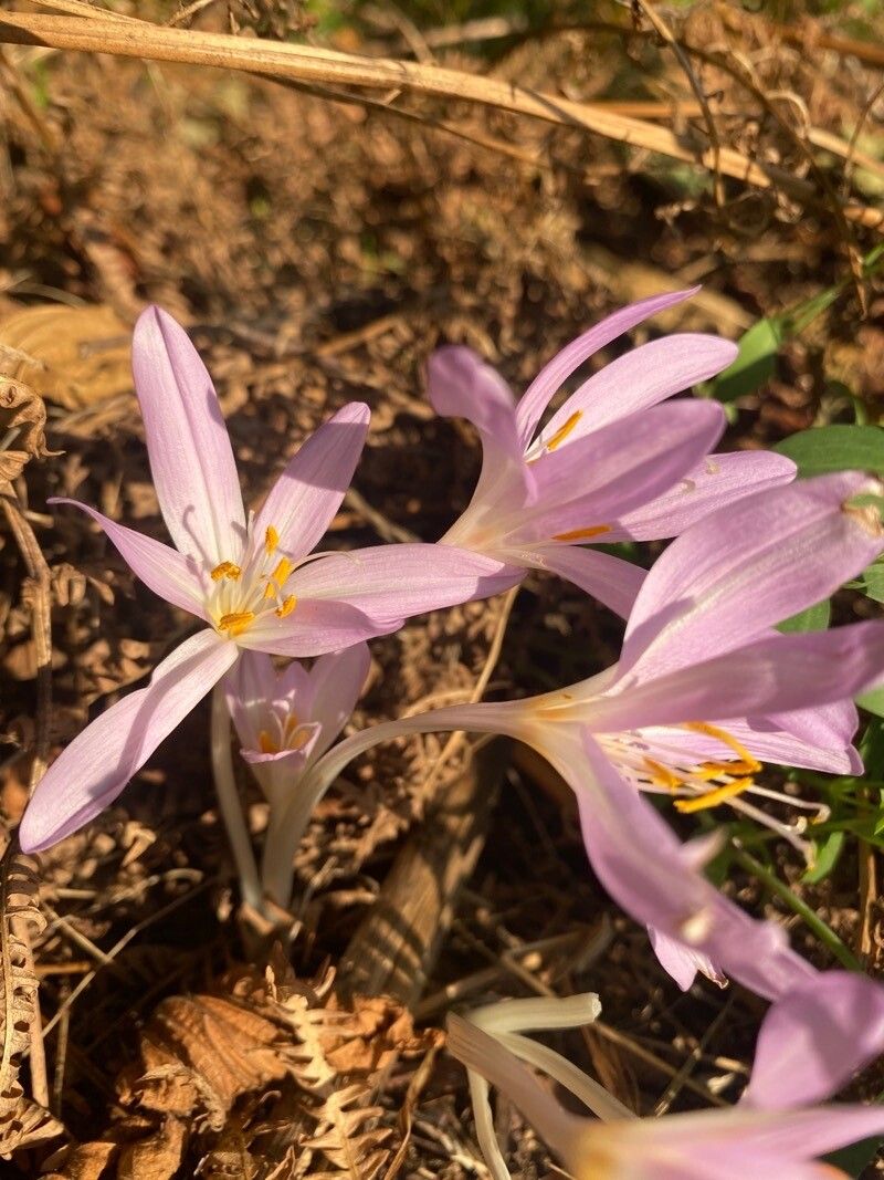 Colchicum hierosolymitanum flower