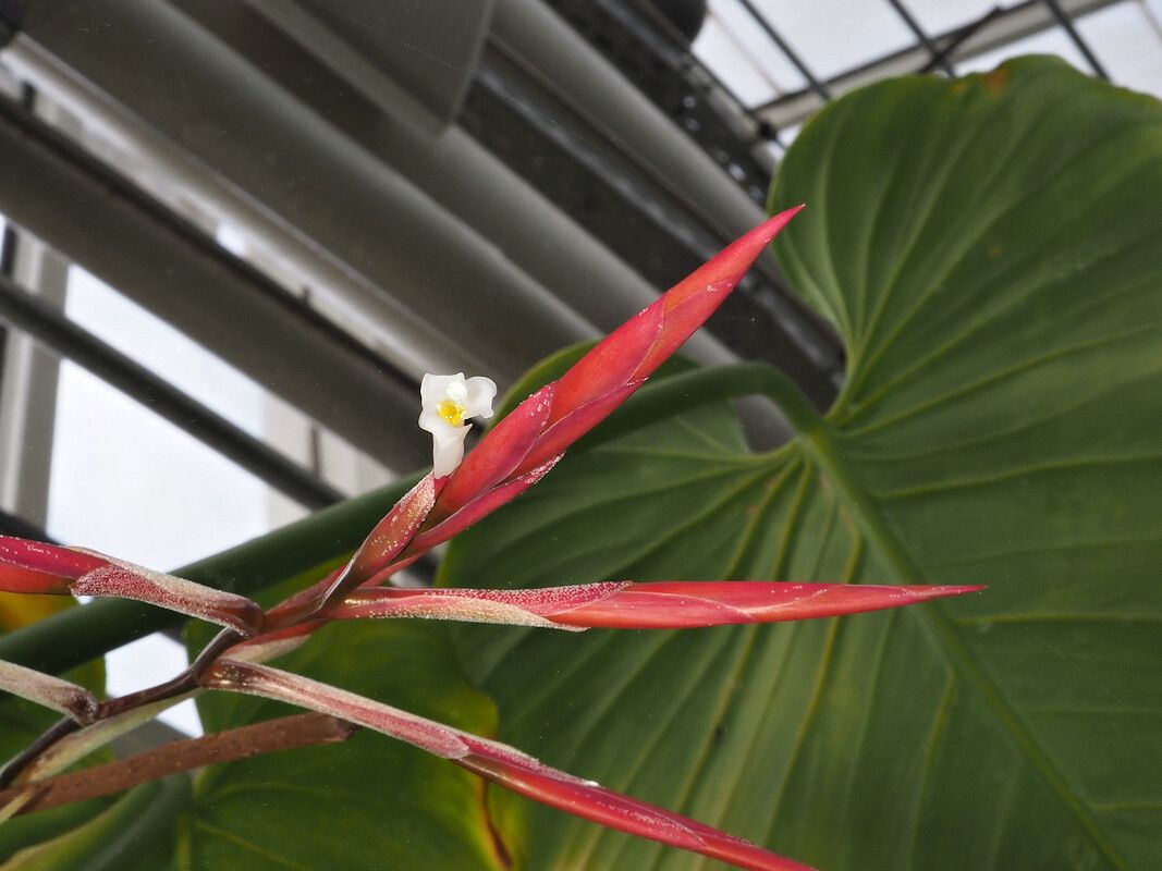 Tillandsia lorentziana flower