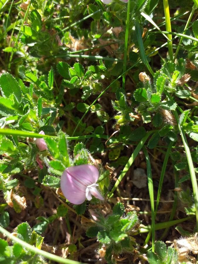 Ononis repens flower