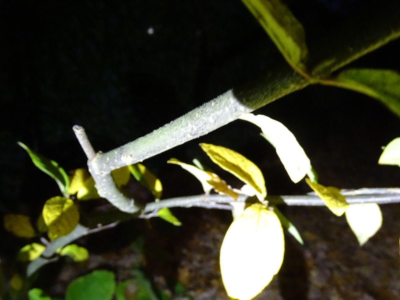 Cotoneaster ogisui bark