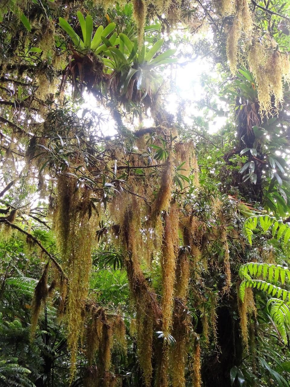 Podocarpus coriaceus habit