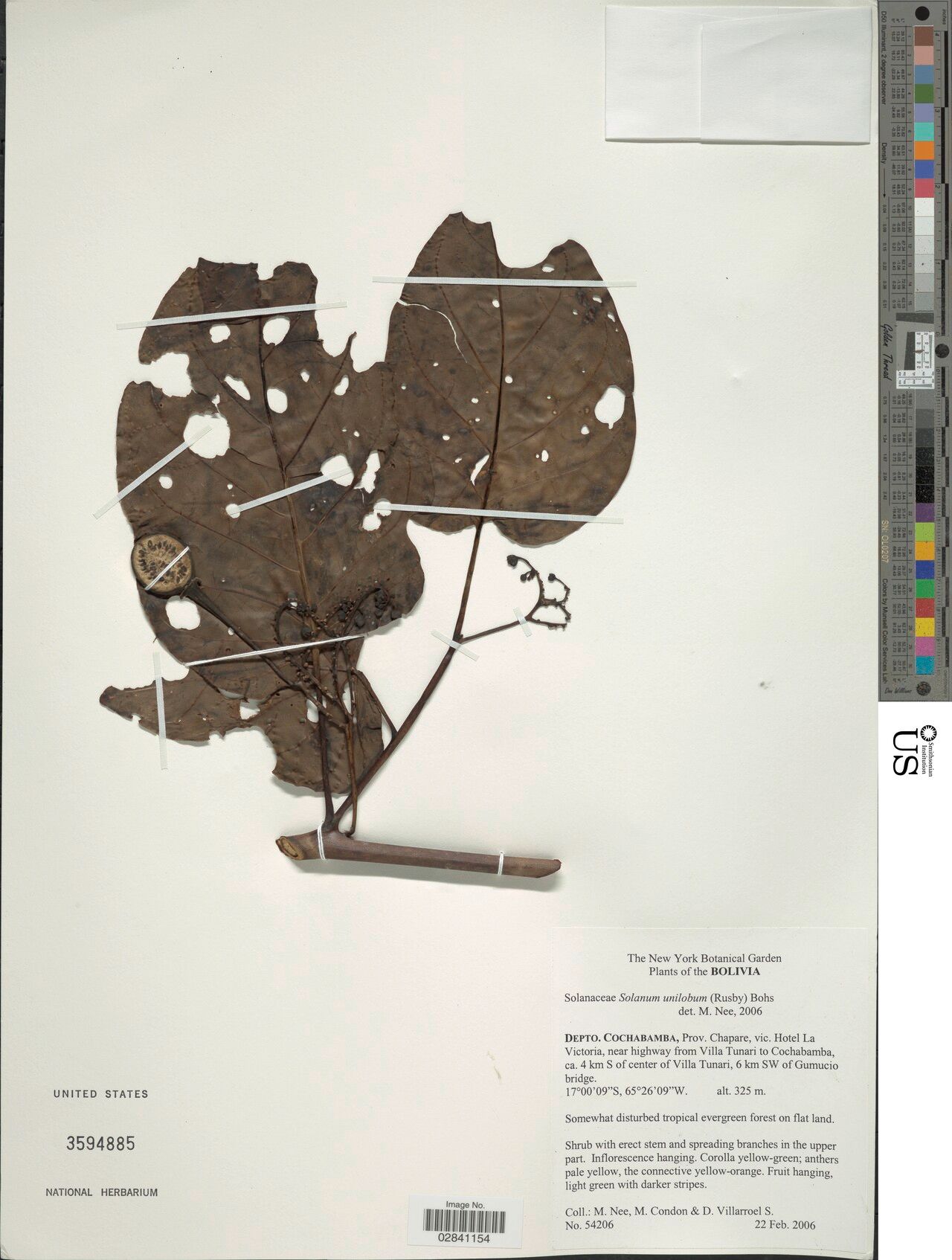 Solanum unilobum — houseplant care guide