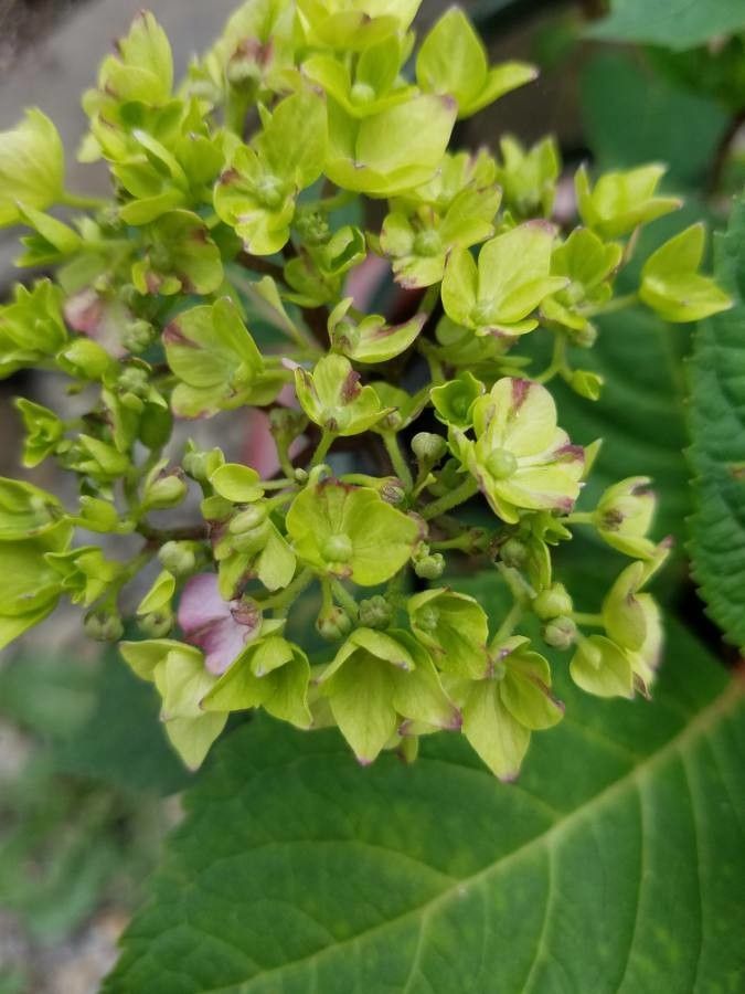 Hydrangea cinerea leaf