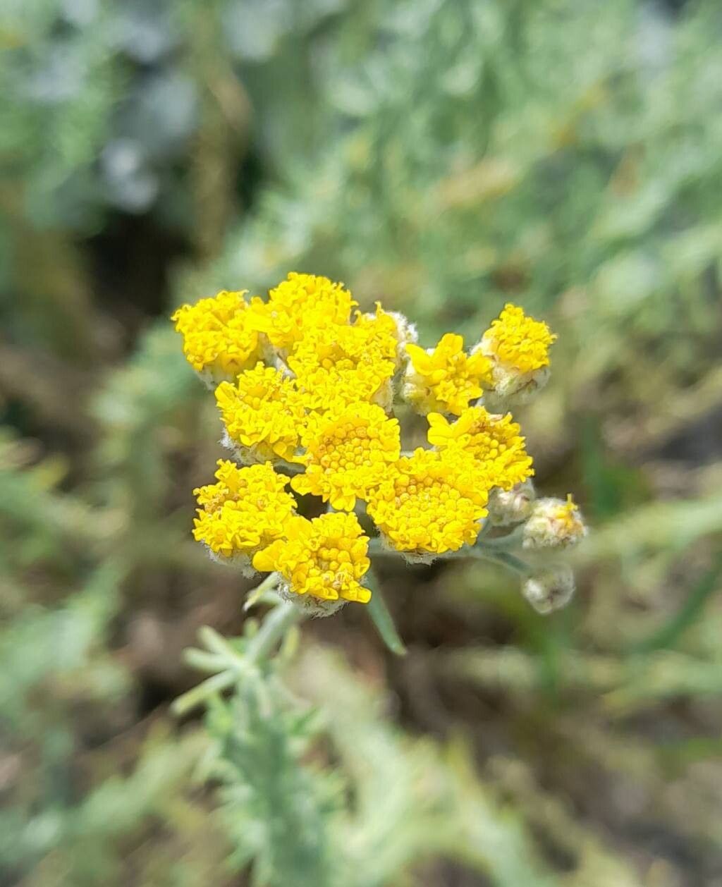 Achillea vermicularis flower