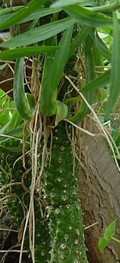 Euphorbia monteiroi — houseplant care guide