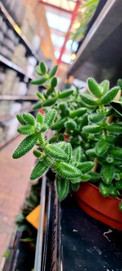 Delosperma pruinosum fruit