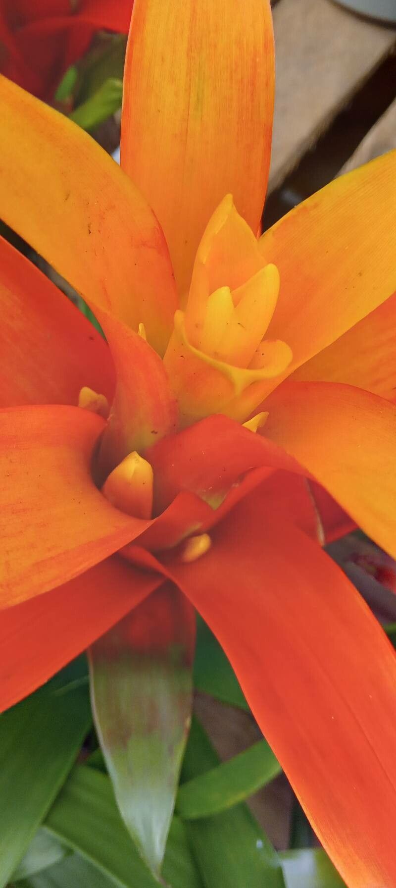 Guzmania spp. flower