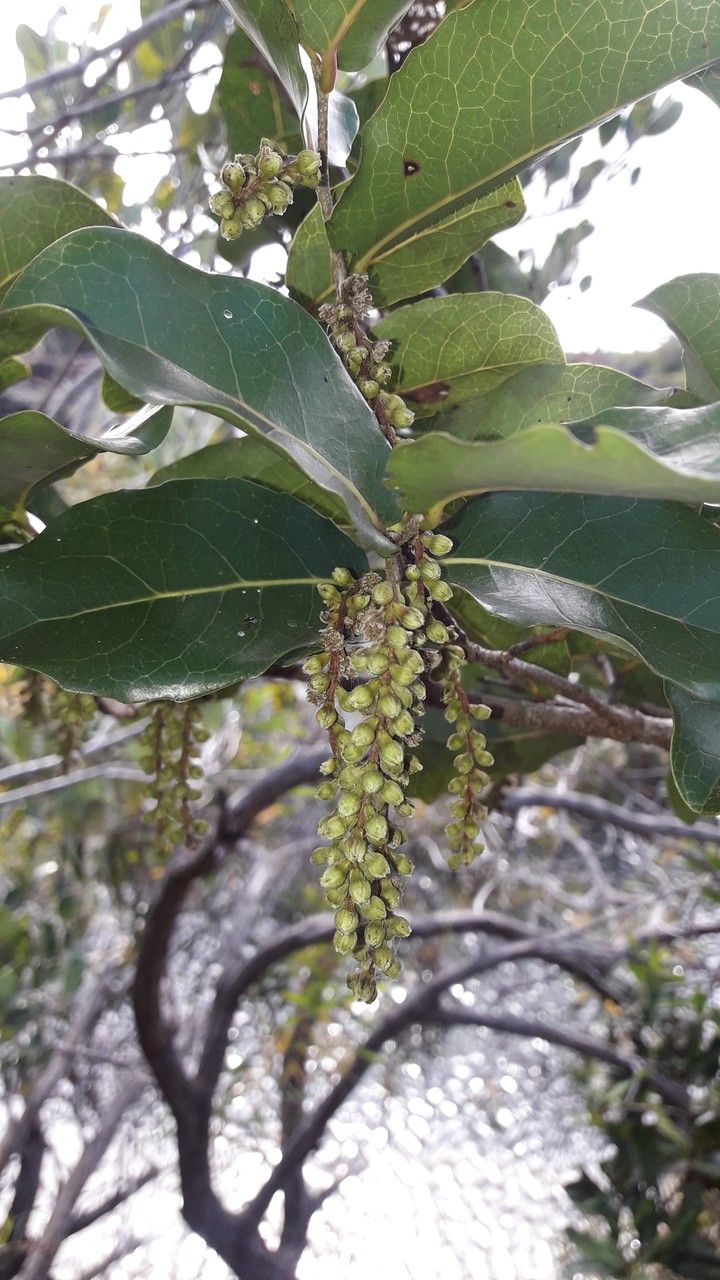 Homalium polystachyum flower