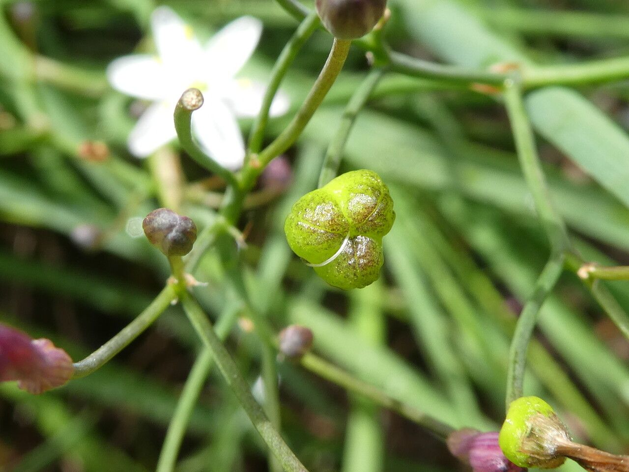 Simethis mattiazzii fruit