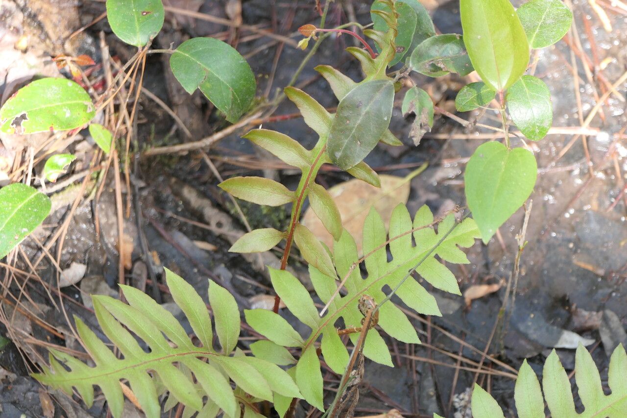 Woodwardia areolata habit