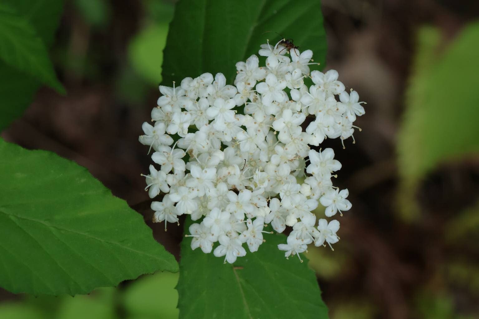 Viburnum erosum — search result for 'Viburnum'